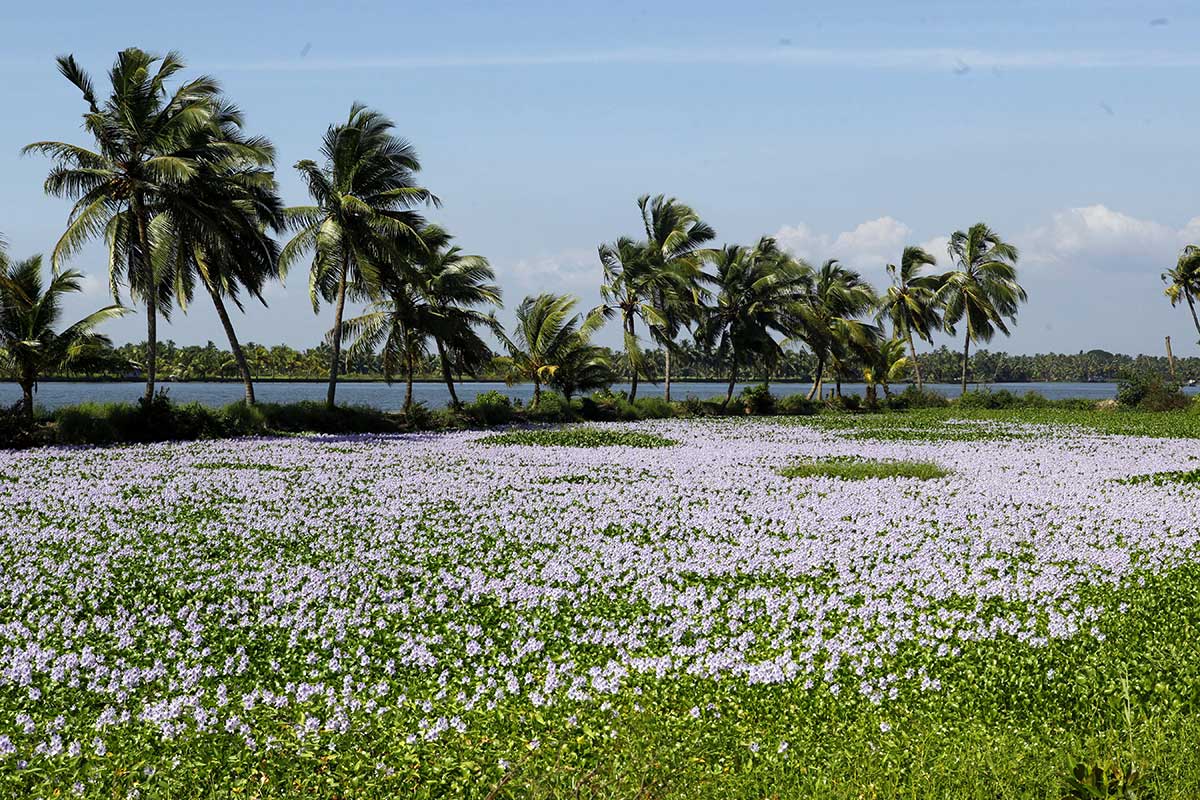 Backwaters Of Kochi