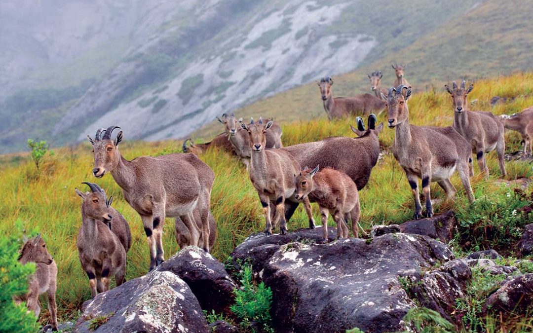 Kochi-Munnar-Thekkady-Vagamon-Alappuzha-Cherai-Kochi