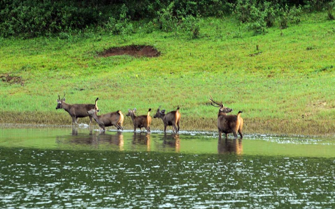 Kochi-Athirappilly and Vazhachal-Munnar-Thekkady-Alappuzha-Kochi